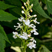 Platanthera psycodes (Small Purple-fringed Orchid) -- white form