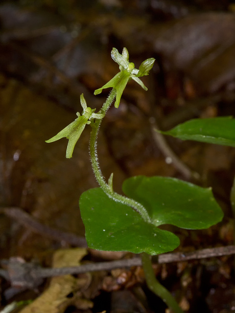 Listera smallii (Kidney-leaf Twayblade)