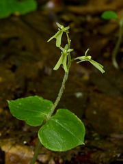 Listera smallii (Kidney-leaf Twayblade)