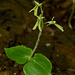 Listera smallii (Kidney-leaf Twayblade)