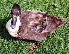 Mallard (Anas platyrhynchos).