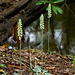 Rattlesnake Plantain Orchid (Goodyera pubescens)