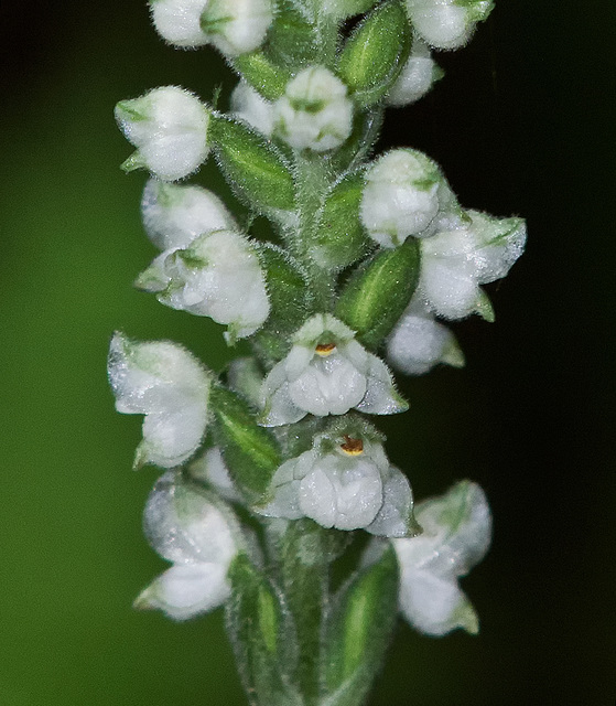 Rattlesnake Plantain Orchid (Goodyera pubescens)