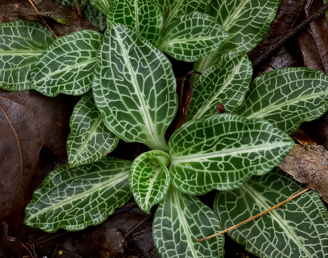 Goodyera pubescens (Rattlesnake Plantain Orchid)