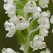 Goodyera pubescens (Rattlesnake Plantain Orchid)