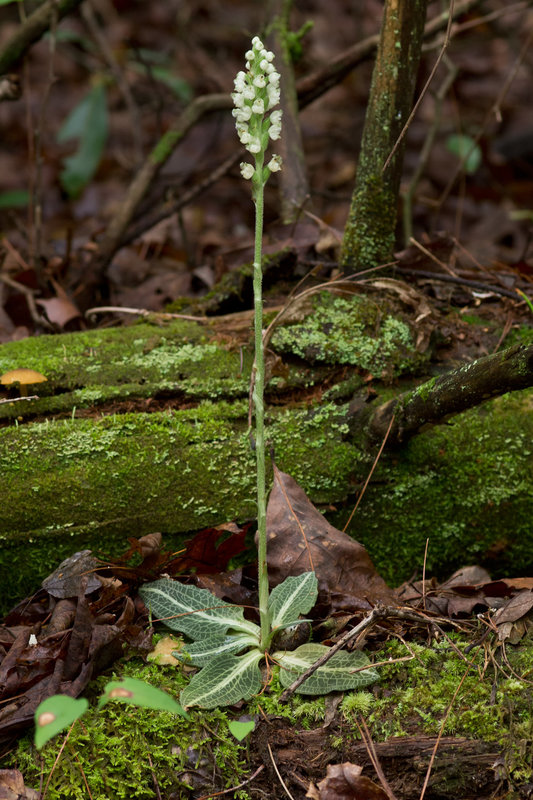 Goodyera pubescens (Rattlesnake Plantain Orchid)