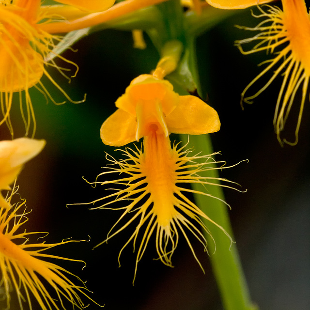 Platanthera ciliaris (Yellow Fringed Orchid)