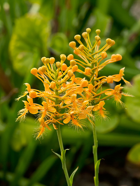 Platanthera ciliaris (Yellow Fringed Orchid)