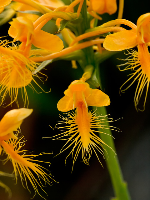 Platanthera ciliaris (Yellow Fringed Orchid)