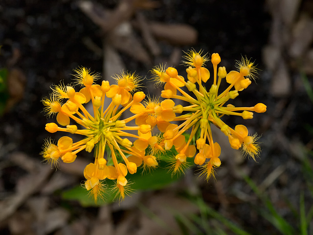 Platanthera ciliaris (Yellow Fringed Orchid) from above...