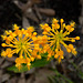 Platanthera ciliaris (Yellow Fringed Orchid) from above...