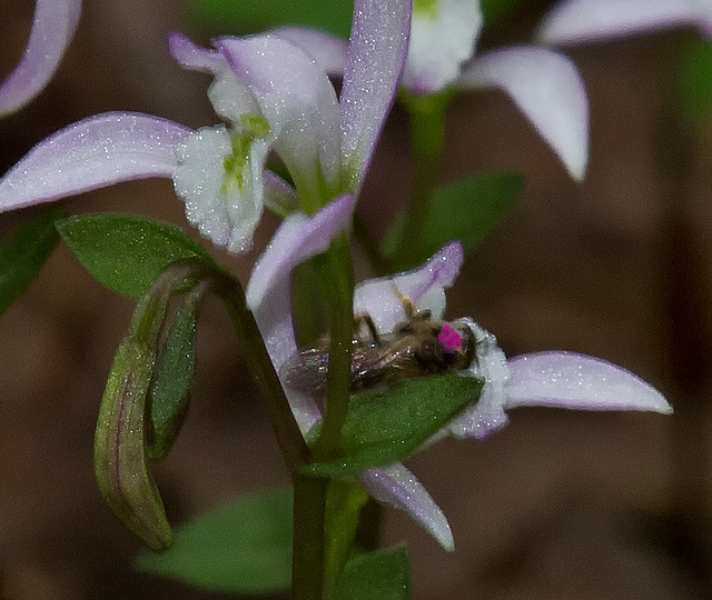 Triphora trianthophora (Three-birds Orchid) with pollinator