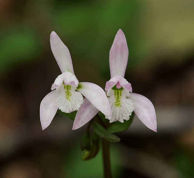 Triphora trianthophora (Three-birds Orchid)