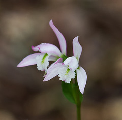 Triphora trianthophora (Three-birds Orchid)