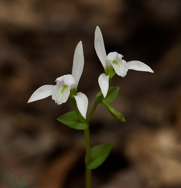 Triphora trianthophora (Three-birds Orchid)