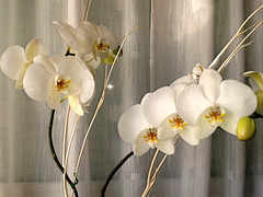 Orquídeas blancas.