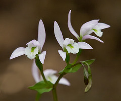 Triphora trianthophora (Three-birds Orchid)