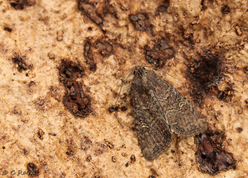 Lesser Common Rustic