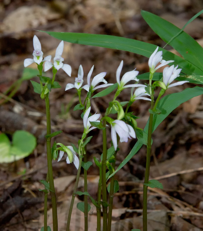 Triphora trianthophora (Three-birds Orchid)