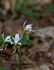 Triphora trianthophora (Three-birds Orchid) with Daddy-longlegs spider