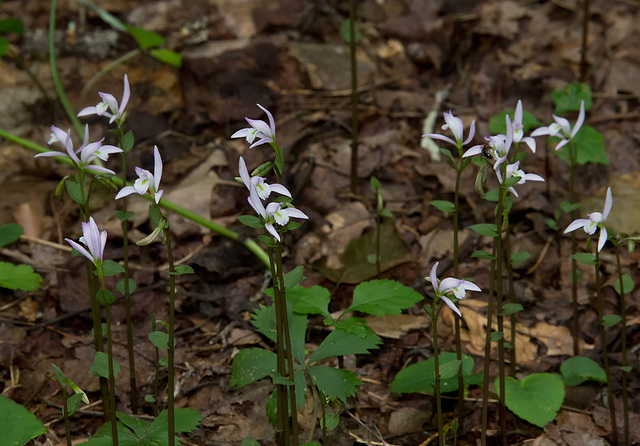 Triphora trianthophora (Three-birds Orchid)