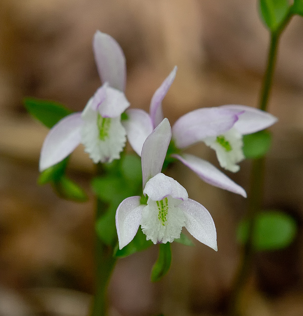 Triphora trianthophora (Three-birds Orchid)