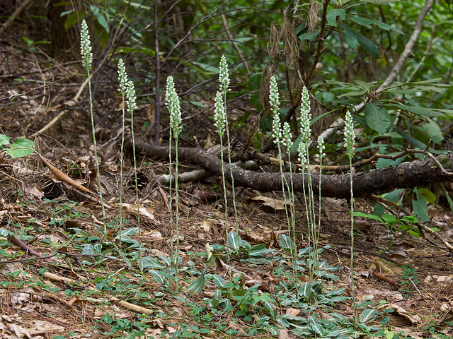 Goodyera pubescens (Downy Rattlesnake Plantain Orchid)