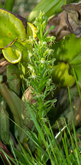 Habenaria repens (Water-spider Orchid)