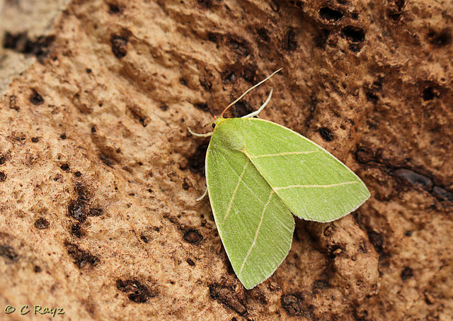 Scarce Silver-lines