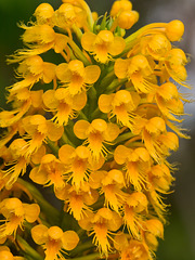 Platanthera cristata (Crested fringed orchid)