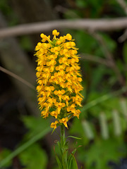 Platanthera cristata (Crested fringed orchid)