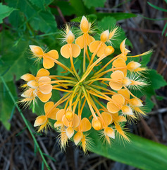 Platanthera ciliaris (Yellow fringed orchid) from above