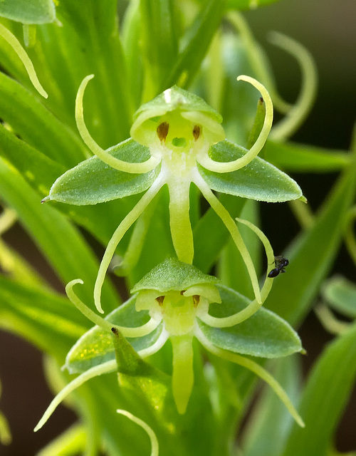 Habenaria repens (Water-spider Orchid)