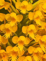 Platanthera cristata (Crested fringed orchid)