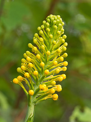 Platanthera cristata (Crested fringed orchid)