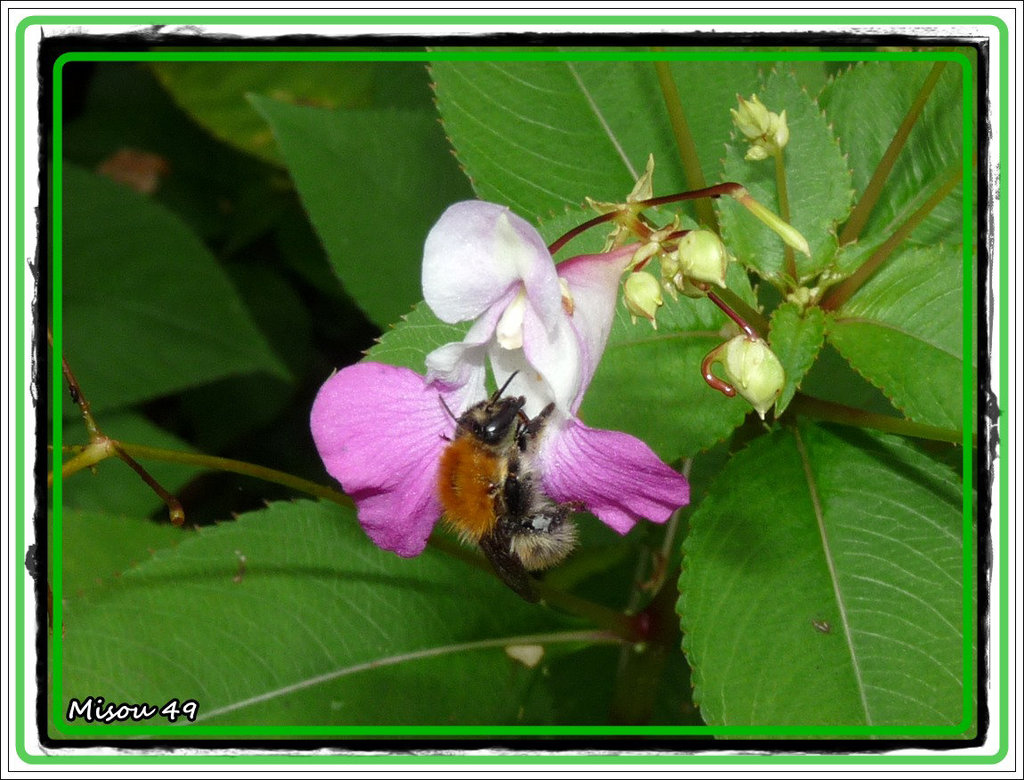 MON JARDIN