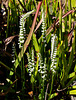 Spiranthes cernua (Nodding ladies'-tresses orchid)