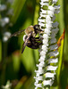 Spiranthes cernua (Nodding ladies'-tresses orchid) + Bumble Bee