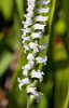 Spiranthes cernua (Nodding ladies'-tresses orchid)