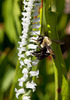 Spiranthes cernua (Nodding ladies'-tresses orchid) + Bumble Bee