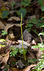 Malaxis spicata (Florida adder's mouth orchid)