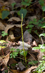 Malaxis spicata (Florida adder's mouth orchid)