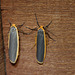 Common and Scarce Footman