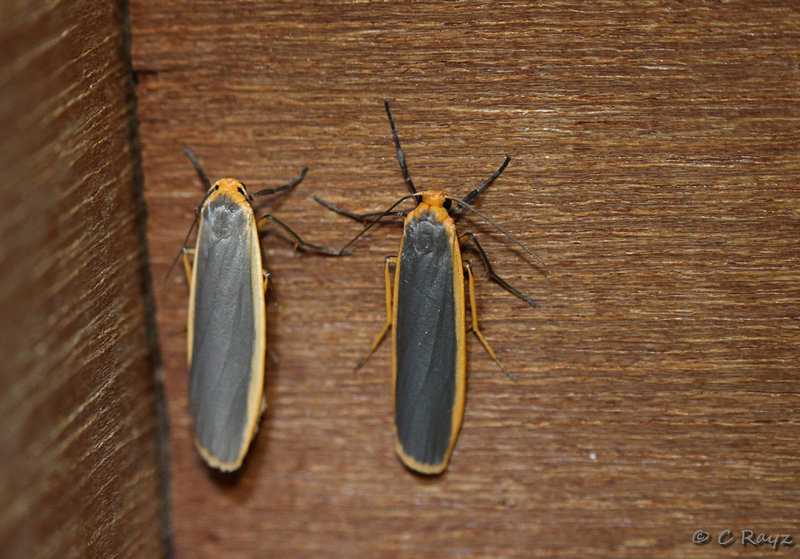 Common and Scarce Footman