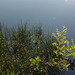 Torside Reservoir Views and wildlife