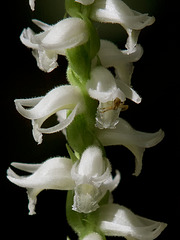 Spiranthes odorata (Fragrant ladies'-tresses orchid) with Crab Spider