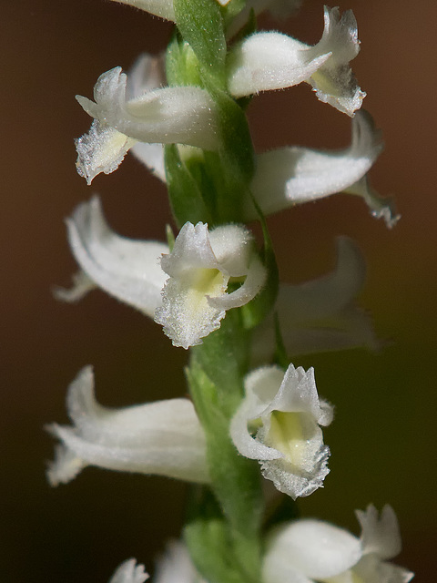 Spiranthes odorata (Fragrant ladies'-tresses orchid)