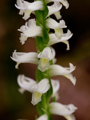 Spiranthes odorata (Fragrant ladies'-tresses orchid)