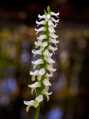 Spiranthes odorata (Fragrant ladies'-tresses orchid) -- Rice's Creek in the background