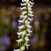 Spiranthes odorata (Fragrant ladies'-tresses orchid) -- Rice's Creek in the background